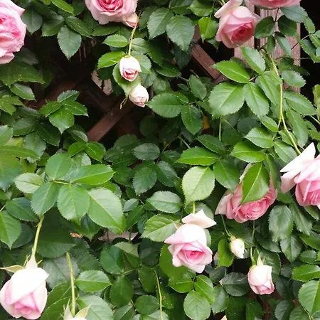 Mago's Garden, A Delightful In The