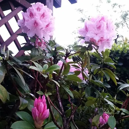 Mago's Garden, A Delightful In The
