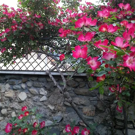 Mago's Garden, A Delightful In The *