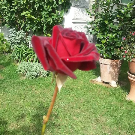 Mago's Garden, A Delightful In The Villa