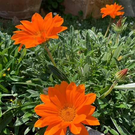 Mago's Garden, A Delightful In The Forte dei Marmi